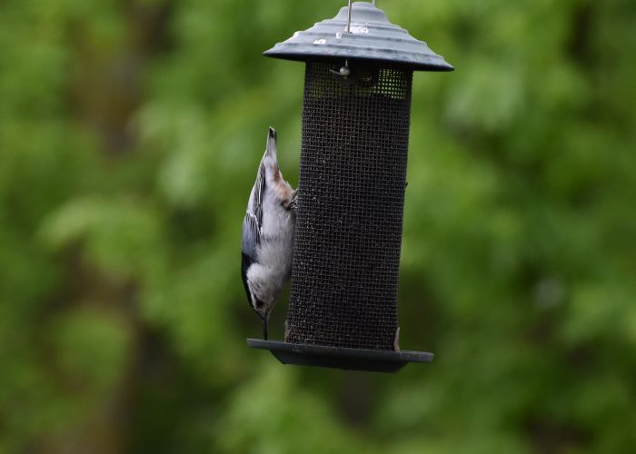 Wild Bird Feeder