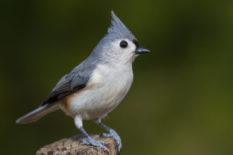 Tufted Titmouse