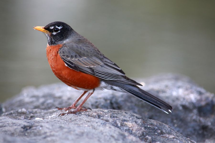 American Robin
Turdus migratorius
ORDER: Passeriformes
FAMILY: Turdidae