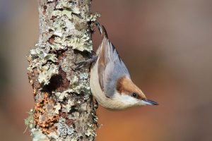 Brown-headed Nuthatch Sitta pusilla ORDER: Passeriformes FAMILY: Sittidae