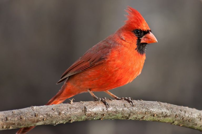 Northern Cardinal