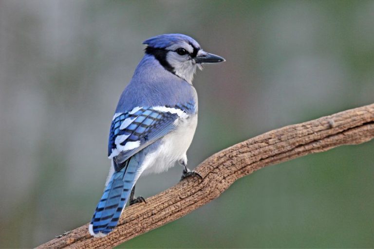 Blue Jay